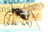  ( - CNCHYM 03578)  @11 [ ] CreativeCommons - Attribution (2011) CNC/CBG Photography Group Centre for Biodiversity Genomics