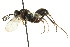  ( - CNCHYM 03579)  @11 [ ] CreativeCommons - Attribution (2011) CNC/CBG Photography Group Centre for Biodiversity Genomics