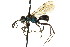  ( - CNCHYM 03581)  @11 [ ] CreativeCommons - Attribution (2011) CNC/CBG Photography Group Centre for Biodiversity Genomics