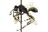  ( - CNCHYM 03582)  @11 [ ] CreativeCommons - Attribution (2011) CNC/CBG Photography Group Centre for Biodiversity Genomics