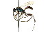  ( - CNCHYM 03584)  @11 [ ] CreativeCommons - Attribution (2011) CNC/CBG Photography Group Centre for Biodiversity Genomics