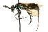  ( - CNCHYM 03585)  @11 [ ] CreativeCommons - Attribution (2011) CNC/CBG Photography Group Centre for Biodiversity Genomics