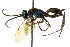  ( - CNCHYM 03586)  @11 [ ] CreativeCommons - Attribution (2011) CNC/CBG Photography Group Centre for Biodiversity Genomics