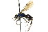  ( - CNCHYM 03587)  @11 [ ] CreativeCommons - Attribution (2011) CNC/CBG Photography Group Centre for Biodiversity Genomics