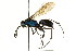  ( - CNCHYM 03590)  @11 [ ] CreativeCommons - Attribution (2011) CNC/CBG Photography Group Centre for Biodiversity Genomics