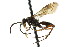  ( - CNCHYM 03591)  @11 [ ] CreativeCommons - Attribution (2011) CNC/CBG Photography Group Centre for Biodiversity Genomics