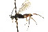  ( - CNCHYM 03592)  @11 [ ] CreativeCommons - Attribution (2011) CNC/CBG Photography Group Centre for Biodiversity Genomics