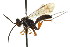  (Calicurgus - CNCHYM 03593)  @11 [ ] CreativeCommons - Attribution (2011) CNC/CBG Photography Group Centre for Biodiversity Genomics