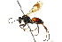  ( - CNCHYM 03594)  @11 [ ] CreativeCommons - Attribution (2011) CNC/CBG Photography Group Centre for Biodiversity Genomics