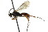  ( - CNCHYM 03595)  @11 [ ] CreativeCommons - Attribution (2011) CNC/CBG Photography Group Centre for Biodiversity Genomics