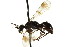  ( - CNCHYM 03596)  @11 [ ] CreativeCommons - Attribution (2011) CNC/CBG Photography Group Centre for Biodiversity Genomics