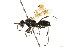  ( - CNCHYM 03597)  @11 [ ] CreativeCommons - Attribution (2011) CNC/CBG Photography Group Centre for Biodiversity Genomics