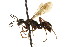  ( - CNCHYM 03604)  @11 [ ] CreativeCommons - Attribution (2011) CNC/CBG Photography Group Centre for Biodiversity Genomics