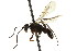  ( - CNCHYM 03605)  @11 [ ] CreativeCommons - Attribution (2011) CNC/CBG Photography Group Centre for Biodiversity Genomics