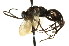  ( - CNCHYM 03610)  @11 [ ] CreativeCommons - Attribution (2011) CNC/CBG Photography Group Centre for Biodiversity Genomics
