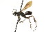  ( - CNCHYM 03613)  @11 [ ] CreativeCommons - Attribution (2011) CNC/CBG Photography Group Centre for Biodiversity Genomics