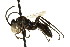  ( - CNCHYM 03631)  @14 [ ] CreativeCommons - Attribution (2011) CNC/CBG Photography Group Centre for Biodiversity Genomics