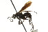  ( - CNCHYM 03637)  @11 [ ] CreativeCommons - Attribution (2011) CNC/CBG Photography Group Centre for Biodiversity Genomics