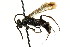  ( - CNCHYM 03647)  @12 [ ] CreativeCommons - Attribution (2011) CNC/CBG Photography Group Centre for Biodiversity Genomics