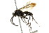  ( - CNCHYM 03649)  @12 [ ] CreativeCommons - Attribution (2011) CNC/CBG Photography Group Centre for Biodiversity Genomics