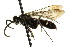  ( - CNCHYM 03651)  @11 [ ] CreativeCommons - Attribution (2011) CNC/CBG Photography Group Centre for Biodiversity Genomics