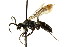  ( - CNCHYM 03652)  @11 [ ] CreativeCommons - Attribution (2011) CNC/CBG Photography Group Centre for Biodiversity Genomics