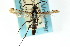  ( - CNCHYM 03653)  @11 [ ] CreativeCommons - Attribution (2011) CNC/CBG Photography Group Centre for Biodiversity Genomics
