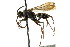  ( - CNCHYM 03654)  @11 [ ] CreativeCommons - Attribution (2011) CNC/CBG Photography Group Centre for Biodiversity Genomics
