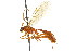  ( - CNCHYM 04168)  @11 [ ] CreativeCommons - Attribution (2011) CNC/CBG Photography Group Centre for Biodiversity Genomics