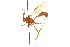  ( - CNCHYM 04169)  @11 [ ] CreativeCommons - Attribution (2011) CNC/CBG Photography Group Centre for Biodiversity Genomics