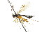  (Phytodietus burgessi - CNCHYM 04175)  @14 [ ] CreativeCommons - Attribution (2011) CNC/CBG Photography Group Centre for Biodiversity Genomics