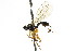  ( - CNCHYM 04182)  @13 [ ] CreativeCommons - Attribution (2011) CNC/CBG Photography Group Centre for Biodiversity Genomics
