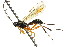  ( - CNCHYM 04183)  @11 [ ] CreativeCommons - Attribution (2011) CNC/CBG Photography Group Centre for Biodiversity Genomics