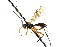  ( - CNCHYM 04185)  @11 [ ] CreativeCommons - Attribution (2011) CNC/CBG Photography Group Centre for Biodiversity Genomics