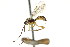  ( - CNCHYM 04202)  @11 [ ] CreativeCommons - Attribution (2011) CNC/CBG Photography Group Centre for Biodiversity Genomics