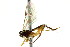  (Phytodietus improbanae - CNCHYM 04204)  @11 [ ] CreativeCommons - Attribution (2011) CNC/CBG Photography Group Centre for Biodiversity Genomics
