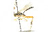  ( - CNCHYM 04207)  @11 [ ] CreativeCommons - Attribution (2011) CNC/CBG Photography Group Centre for Biodiversity Genomics