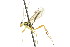  ( - CNCHYM 04208)  @11 [ ] CreativeCommons - Attribution (2011) CNC/CBG Photography Group Centre for Biodiversity Genomics