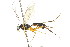  ( - CNCHYM 04209)  @11 [ ] CreativeCommons - Attribution (2011) CNC/CBG Photography Group Centre for Biodiversity Genomics