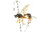  ( - CNCHYM 04210)  @11 [ ] CreativeCommons - Attribution (2011) CNC/CBG Photography Group Centre for Biodiversity Genomics