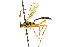  ( - CNCHYM 04211)  @12 [ ] CreativeCommons - Attribution (2011) CNC/CBG Photography Group Centre for Biodiversity Genomics