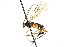  ( - CNCHYM 04213)  @13 [ ] CreativeCommons - Attribution (2011) CNC/CBG Photography Group Centre for Biodiversity Genomics