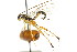  ( - CNCHYM 04215)  @11 [ ] CreativeCommons - Attribution (2011) CNC/CBG Photography Group Centre for Biodiversity Genomics