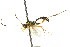  ( - CNCHYM 04226)  @11 [ ] CreativeCommons - Attribution (2011) CNC/CBG Photography Group Centre for Biodiversity Genomics