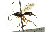  ( - CNCHYM 04236)  @11 [ ] CreativeCommons - Attribution (2011) CNC/CBG Photography Group Centre for Biodiversity Genomics