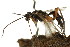  ( - CNCHYM 04238)  @13 [ ] CreativeCommons - Attribution (2011) CNC/CBG Photography Group Centre for Biodiversity Genomics