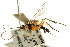  (Phytodietus varianae - CNCHYM 04246)  @14 [ ] CreativeCommons - Attribution (2011) CNC/CBG Photography Group Centre for Biodiversity Genomics