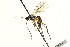  ( - CNCHYM 04252)  @13 [ ] CreativeCommons - Attribution (2011) CNC/CBG Photography Group Centre for Biodiversity Genomics