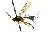  ( - CNCHYM 04253)  @14 [ ] CreativeCommons - Attribution (2011) CNC/CBG Photography Group Centre for Biodiversity Genomics