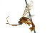  (Exyston hadros - CNCHYM 04549)  @11 [ ] CreativeCommons - Attribution (2011) CNC/CBG Photography Group Centre for Biodiversity Genomics